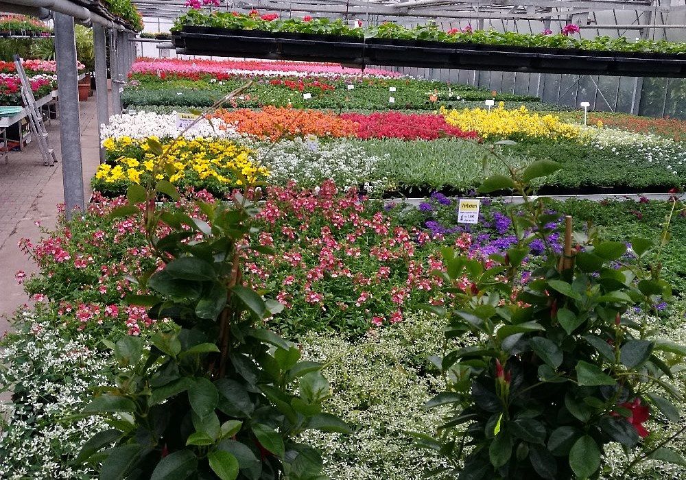 Nahaufnahme eines Gewächshausabschnitts mit verschiedenfarbigen Blumen, die ordentlich in Reihen angeordnet sind
