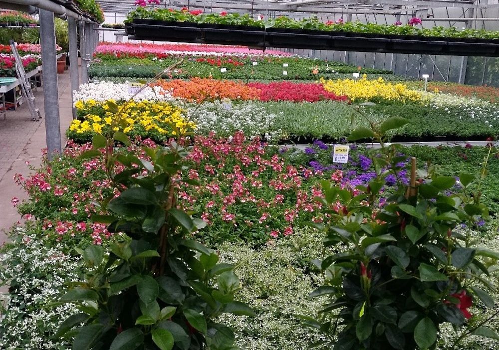 Nahaufnahme eines Gewächshausabschnitts mit verschiedenfarbigen Blumen, die ordentlich in Reihen angeordnet sind