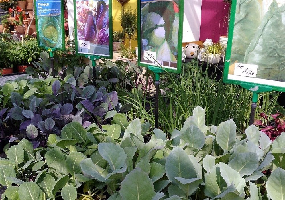 Nahaufnahme gesunder Gemüsepflanzen, insbesondere Salate, in einem Gartencenter
