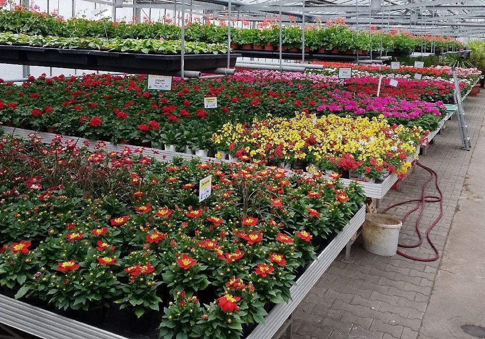 Blühende Topfpflanzen in bunten Reihen in einem Gewächshaus mit Schildern und Gartenzubehör auf dem Boden